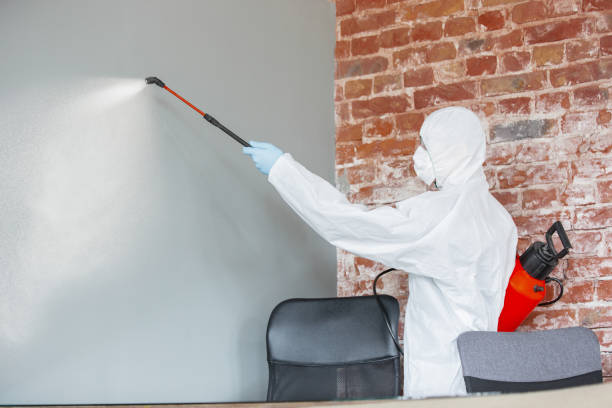 Best Environmental Consulting for Mold Prevention  in Valrico, FL